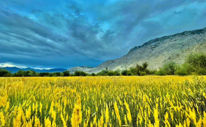 Local tour operator Pakistan