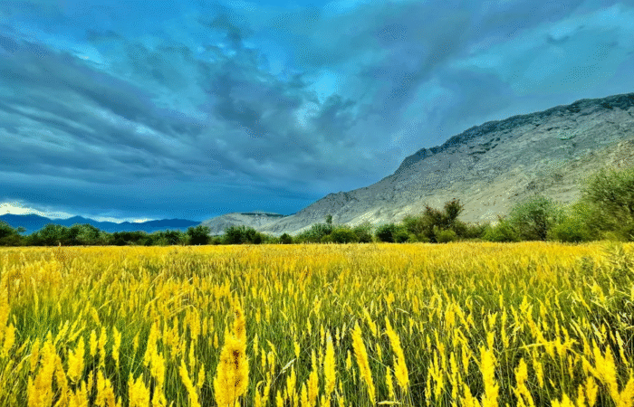 Local tour operator Pakistan