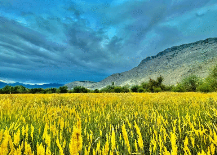 Local tour operator Pakistan